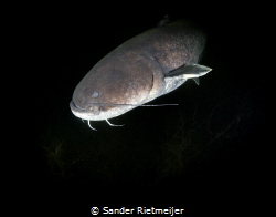 Big Catfish shows up in the darkness by Sander Rietmeijer 